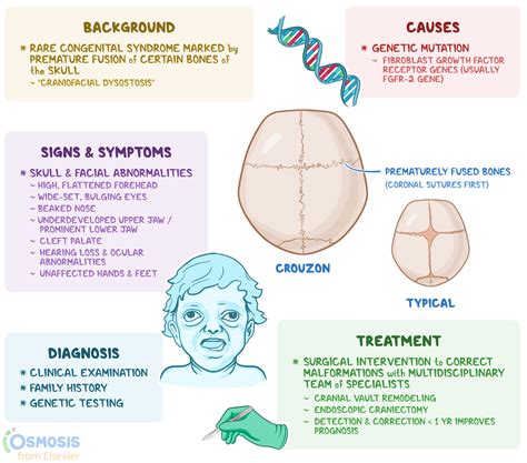 crouzon syndrome results in lower jaw figgerits answers